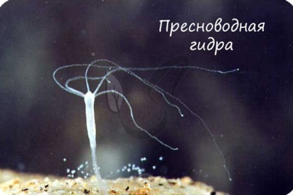 Кракен маркетплейс в россии